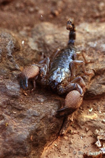 Scan20078.jpg - Brown Scorpion