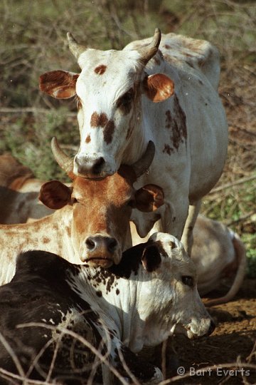 Scan20080.jpg - cow tower