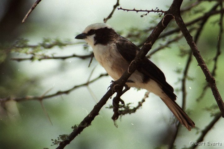 Scan20087.jpg - Northern White-crowned shrike