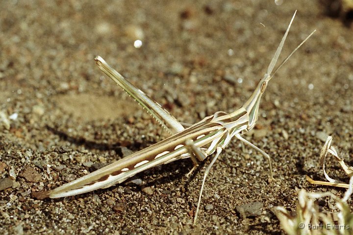 Scan10035.jpg - Bigger grasshopper