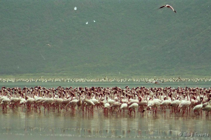 Scan10038.jpg - Lesser Flamingos by the Thousands in Lake Bogoria