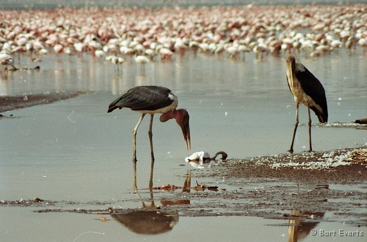 Scan20062.jpg - Marabou storks scavenge the weak and dead flamingos