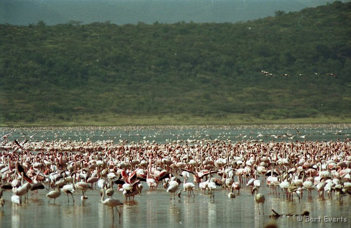Scan20063.jpg - Lesser Flamingos by the Thousands in Lake Bogoria