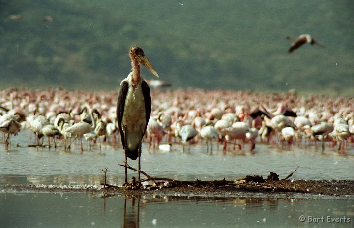Scan20065.jpg - Marabou storks scavenge the weak and dead flamingos