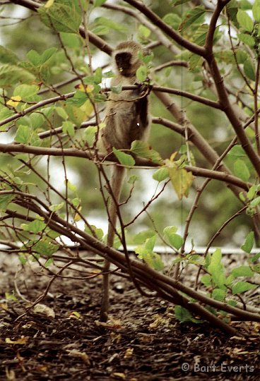 Scan10107.jpg - Vervet monkey