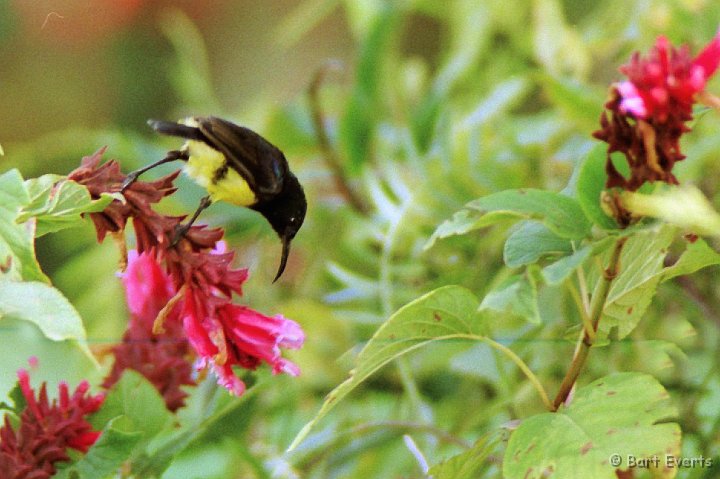 Scan10127.jpg - Variable sunbird