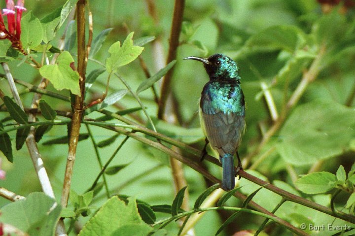 Scan10128.jpg - Variable sunbird