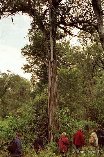 Scan10133.jpg - Strangler fig on the slopes of Mount Kenya