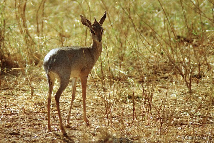 Scan10001.jpg - Guenter's dikdik