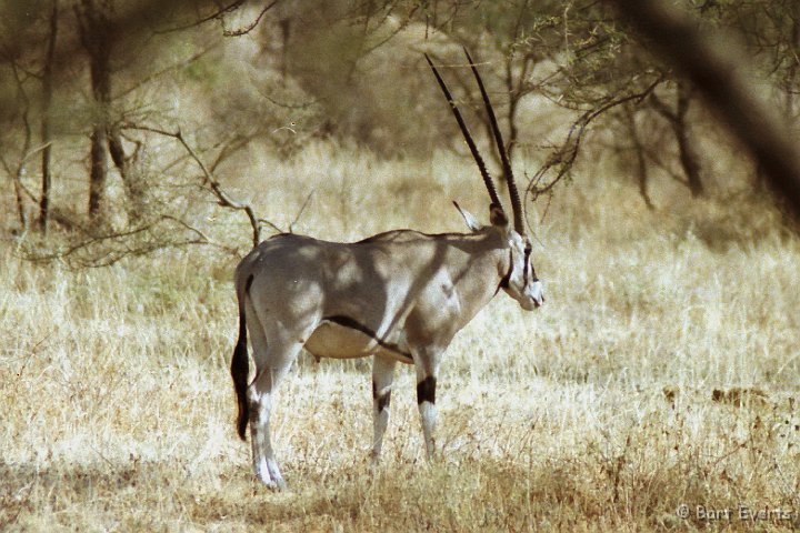 Scan10002.jpg - Beisa Oryx
