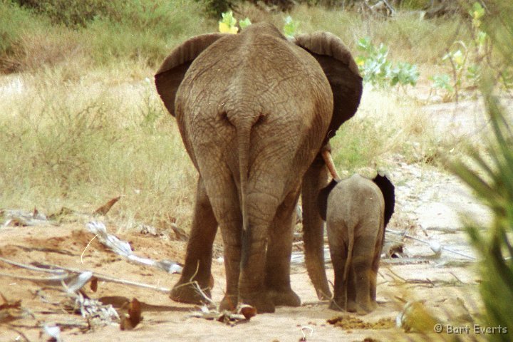 Scan10003.jpg - elephants