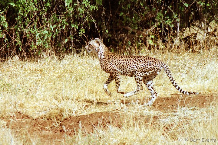 Scan10005.jpg - Cheetah