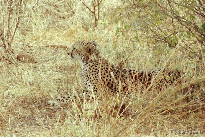 Scan10006.jpg - Cheetah