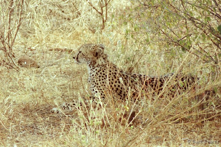 Scan10006.jpg - Cheetah
