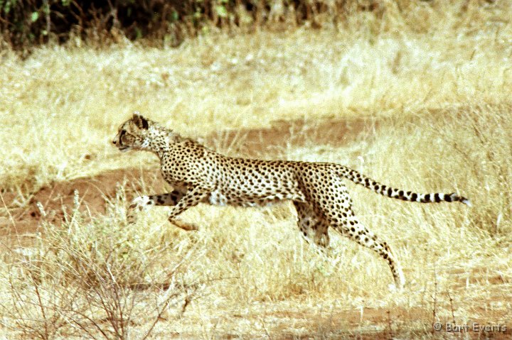 Scan10008.jpg - Cheetah