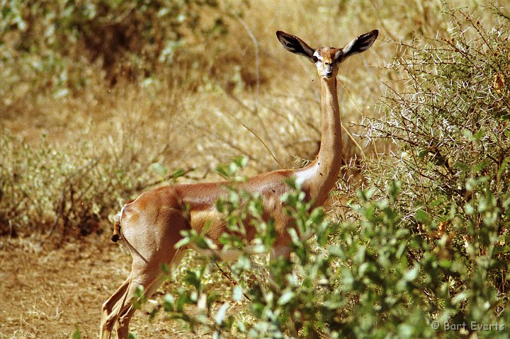 Scan10009.jpg - Gerenuk