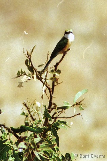 Scan10010.jpg - Somali Bee-eater