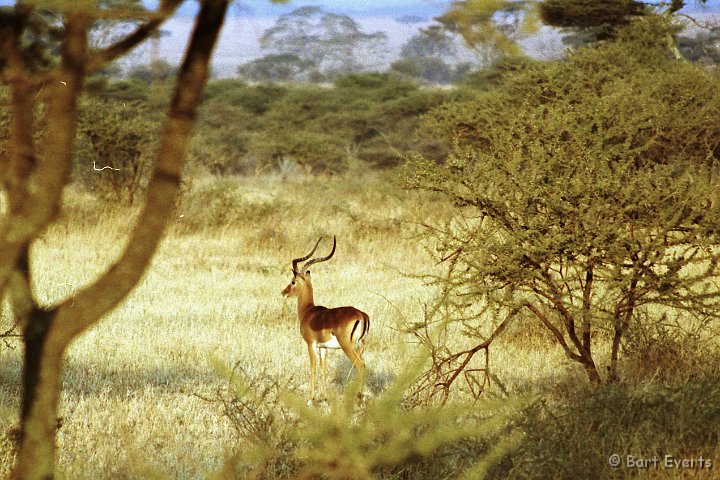 Scan10019.jpg - Impala