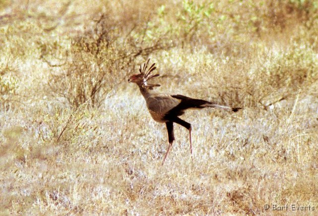 Scan10125.jpg - Secretary bird