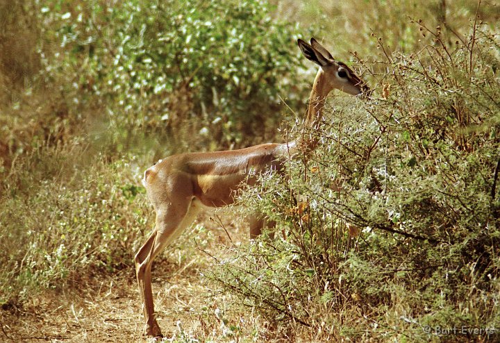 Scan10134.jpg - Gerenuk