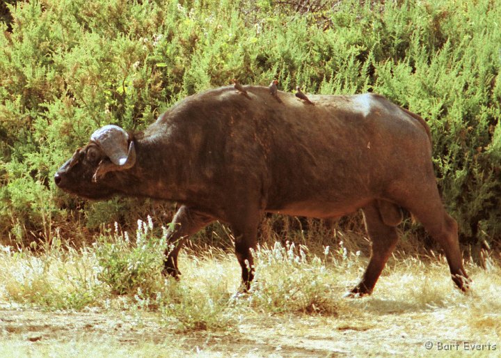 Scan10136.jpg - Cape Buffalo with redbilled oxpeckers
