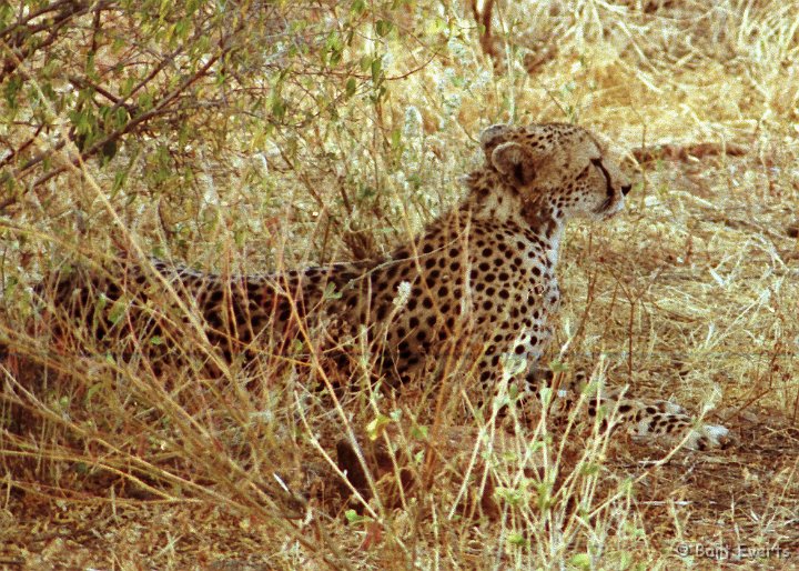 Scan10137.jpg - Cheetah