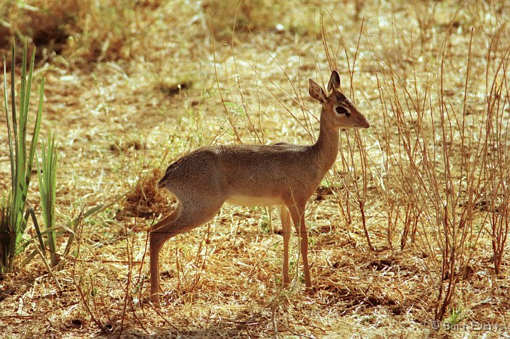 Scan10140.jpg - Guenter's dikdik