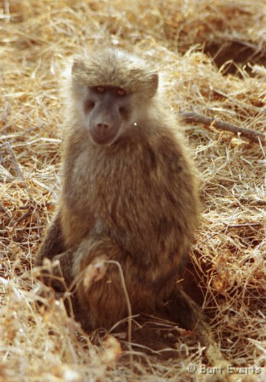 Scan10141.jpg - Olive Baboon