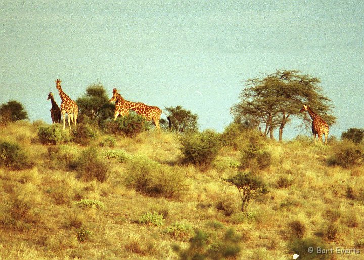 Scan10142.jpg - Reticulated Giraffe