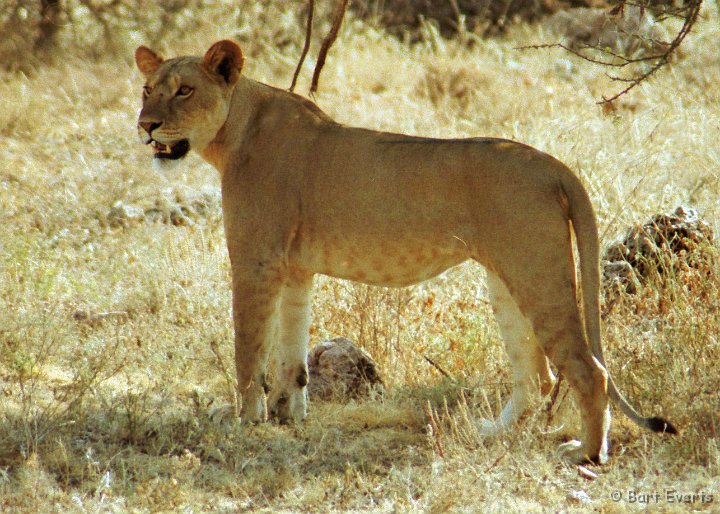 Scan10143.jpg - Lioness