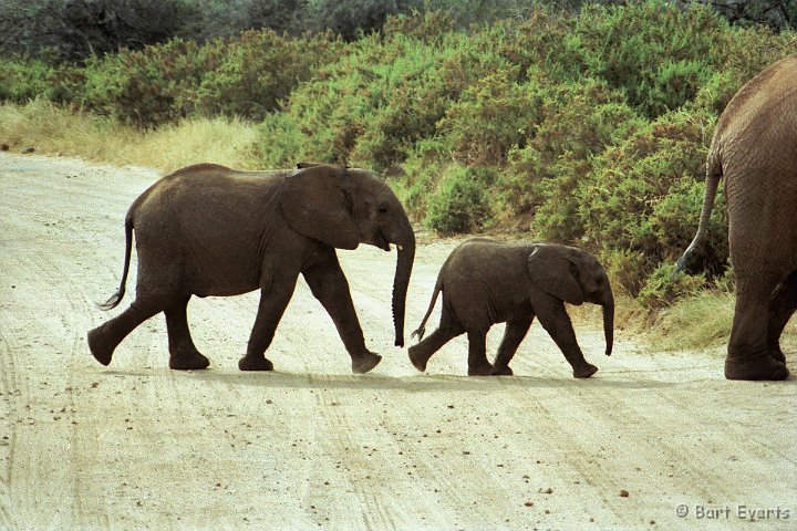 Scan10144.jpg - Crossing elephants