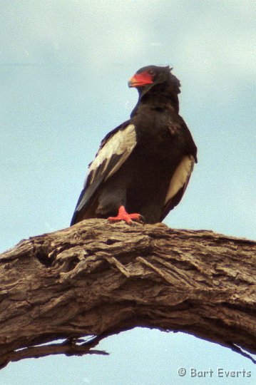 Scan10146.jpg - Bateleur