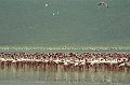 Lake Bogoria