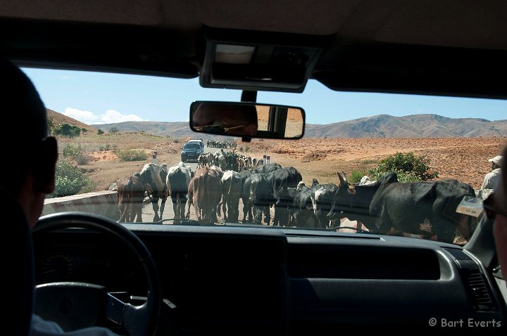 DSC_6475.jpg - Traffic Jam ala Madagascar