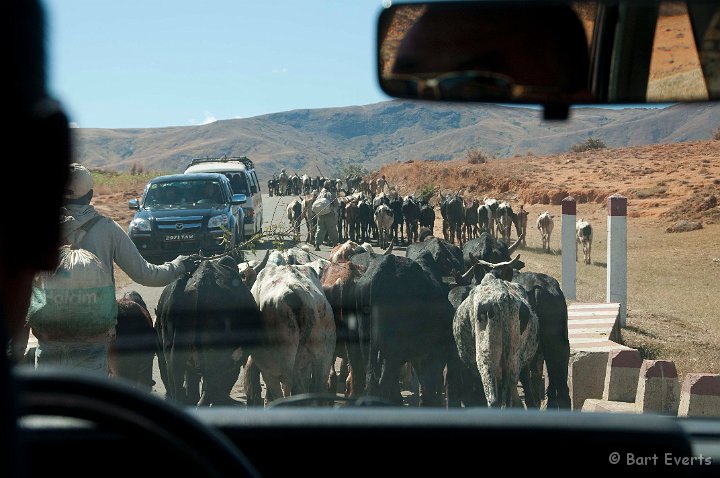 DSC_6476.jpg - Traffic Jam ala Madagascar