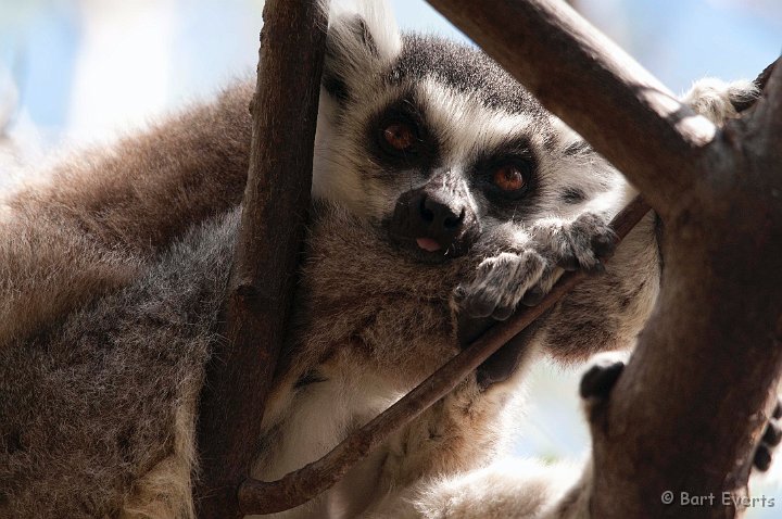 DSC_6496.jpg - Ringtailed Lemur