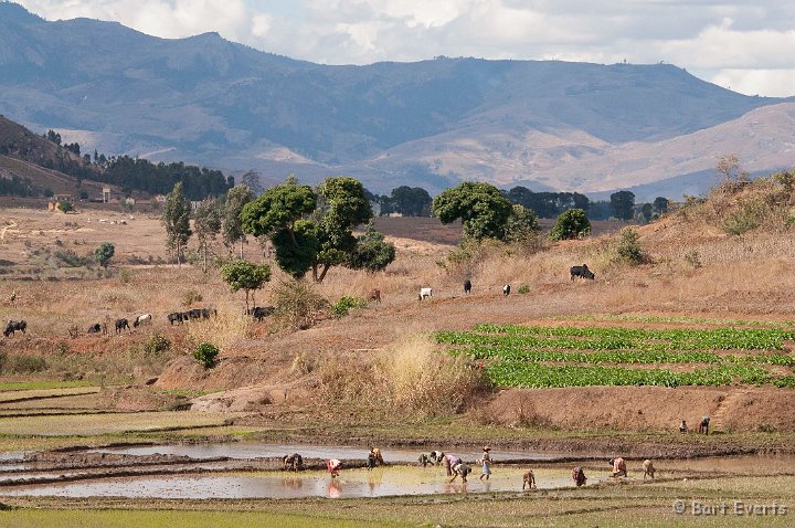 DSC_6499.jpg - Rice paddies