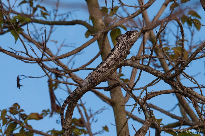 DSC_6524.jpg - Elephantsear Chameleon