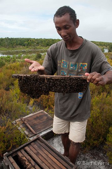 DSC_6700.jpg - Bee-keeper