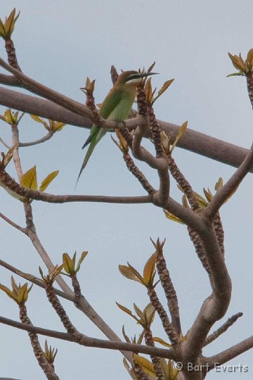 DSC_6759.jpg - Madagascar bee-eater