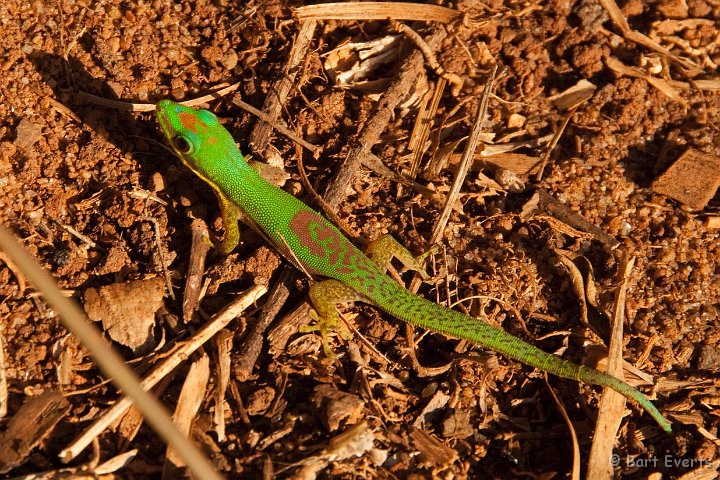 DSC_6787.jpg - Madagascar Daygecko