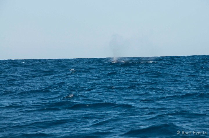 DSC_6046.jpg - Humpbackwhale