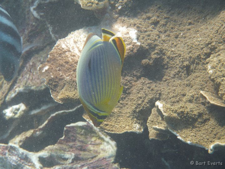 P1010407.JPG - Butterflyfish