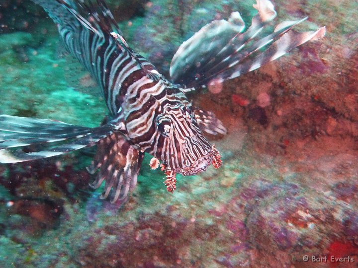 P1010416.JPG - Lionfish