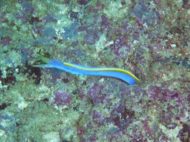 P1010424.JPG - Blue ribbon Eel