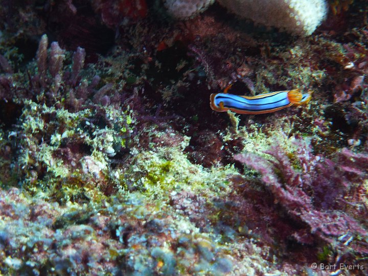 P1010449.JPG - nudibranch (Chromodoris elisabethina)