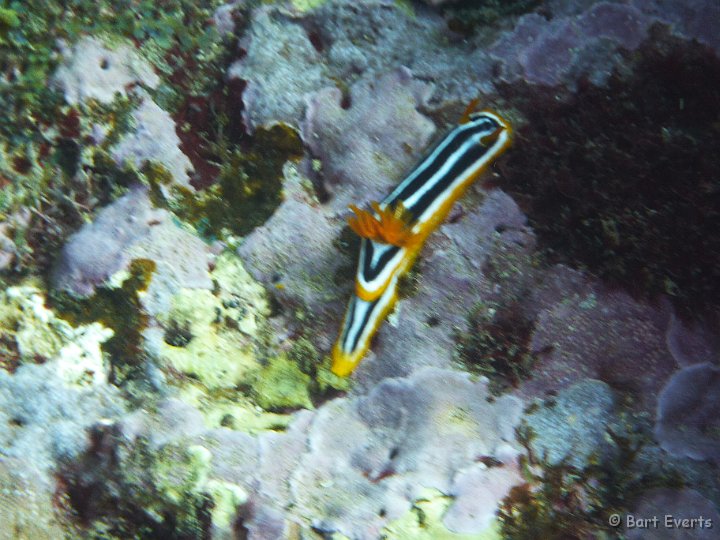 P1010461.JPG - Nudibranch (Chromodoris quadricolor)