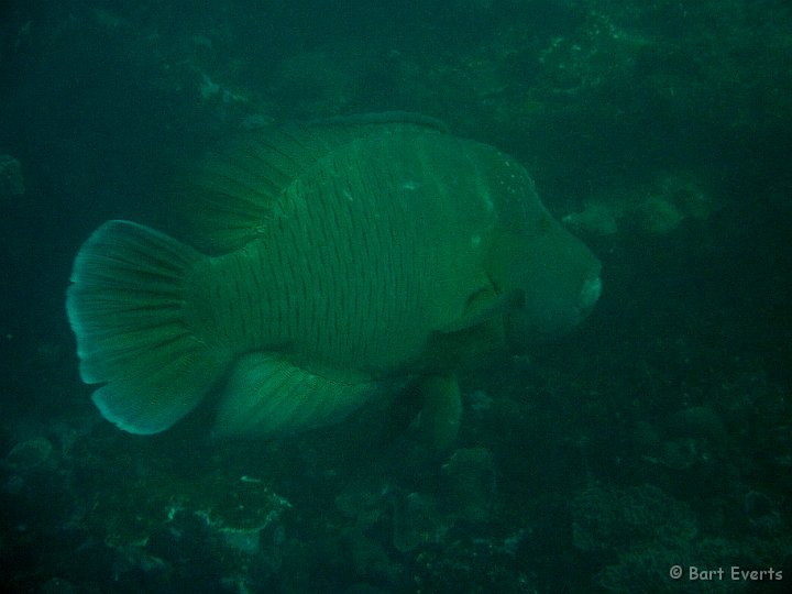 P1010471.JPG - Napoleon wrasse