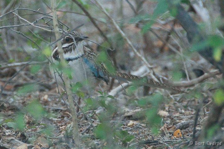 DSC_5984.jpg - The very localised Longtailed Groundroller