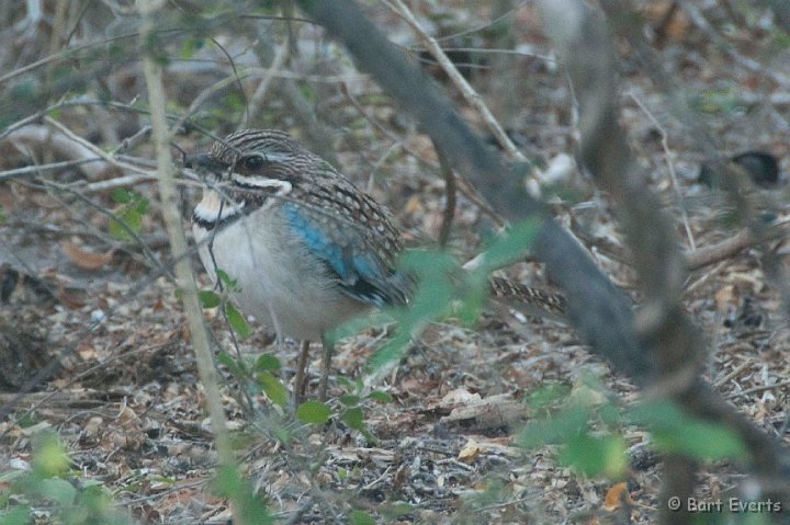 DSC_5985.jpg - The very localised Longtailed Groundroller